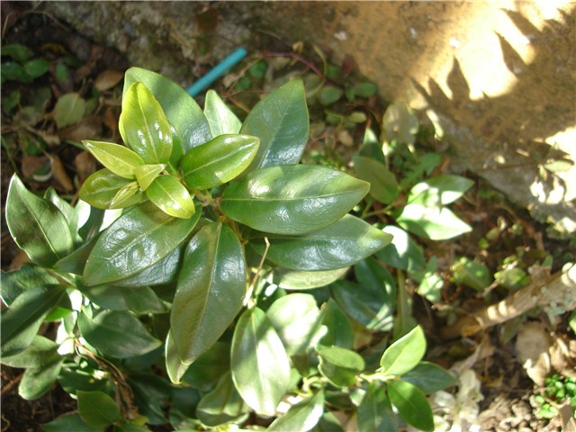 sarcococca